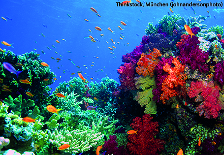 buntes Korallenriff mit Fischen