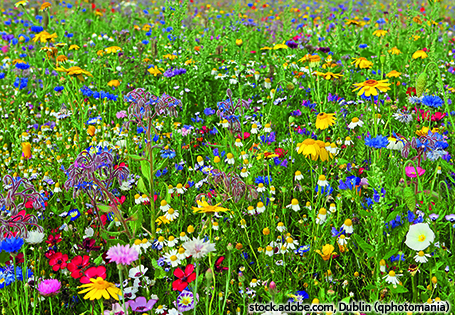Wiese mit Gräsern und Blumen