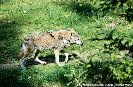 Einsamer Wolf spaziert im Wald an einem sonnigen Tag Einsamer Wolf spaziert im Wald an einem sonnigen Tag