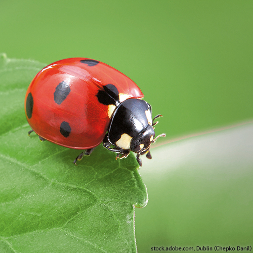 ladybug on leaf Glücksbringer Marienkäfer