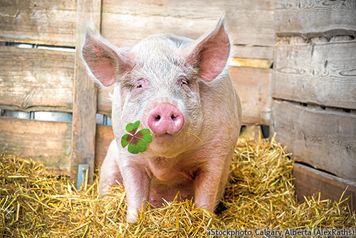 Lucky Pig Glücksbringer Schwein Glücksschwein