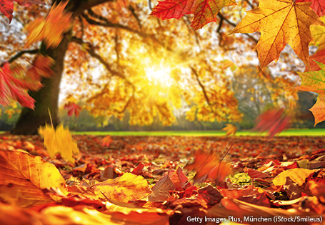 buntes Laub im Herbst mit Blick auf die tief stehende Sonne